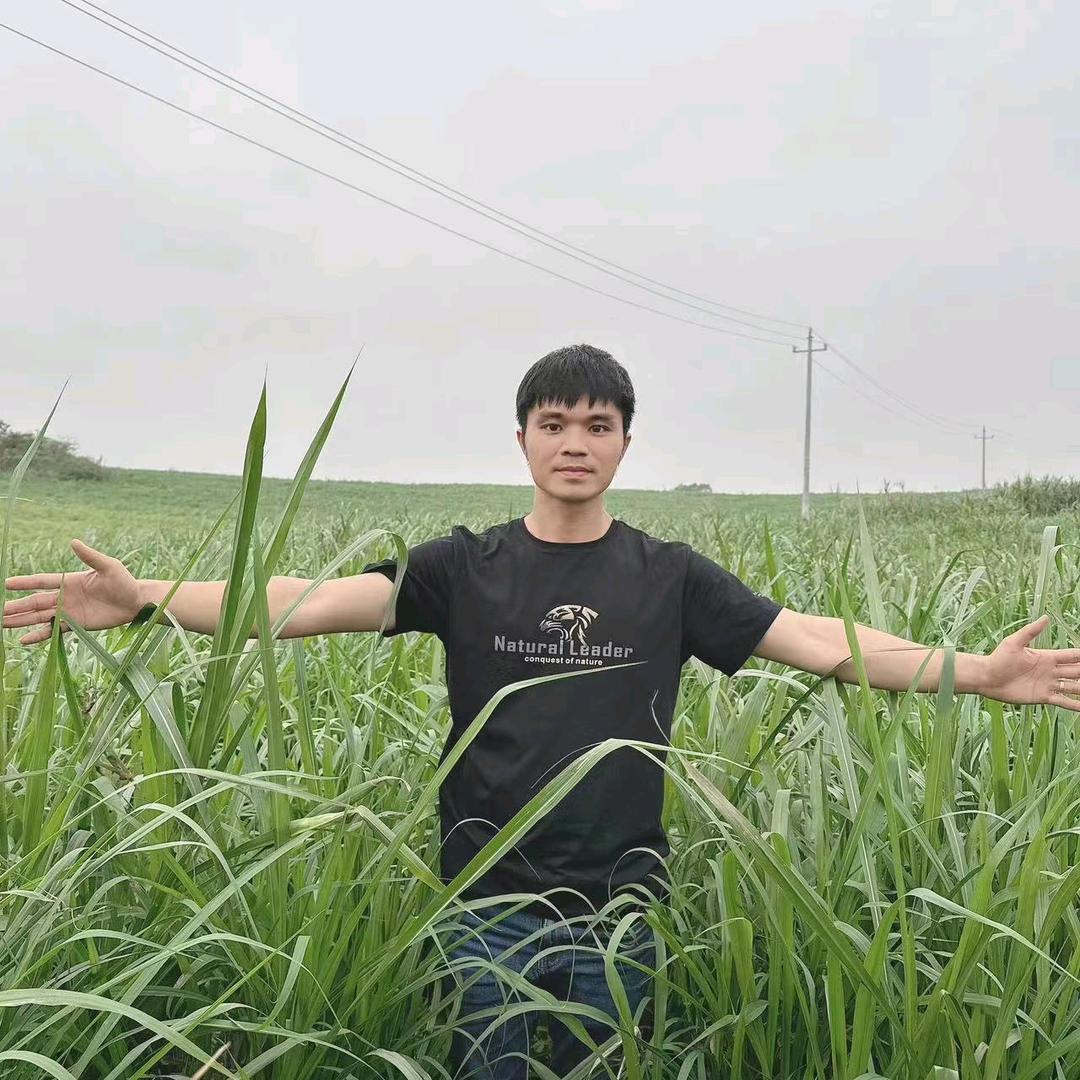 北海陈生牧草