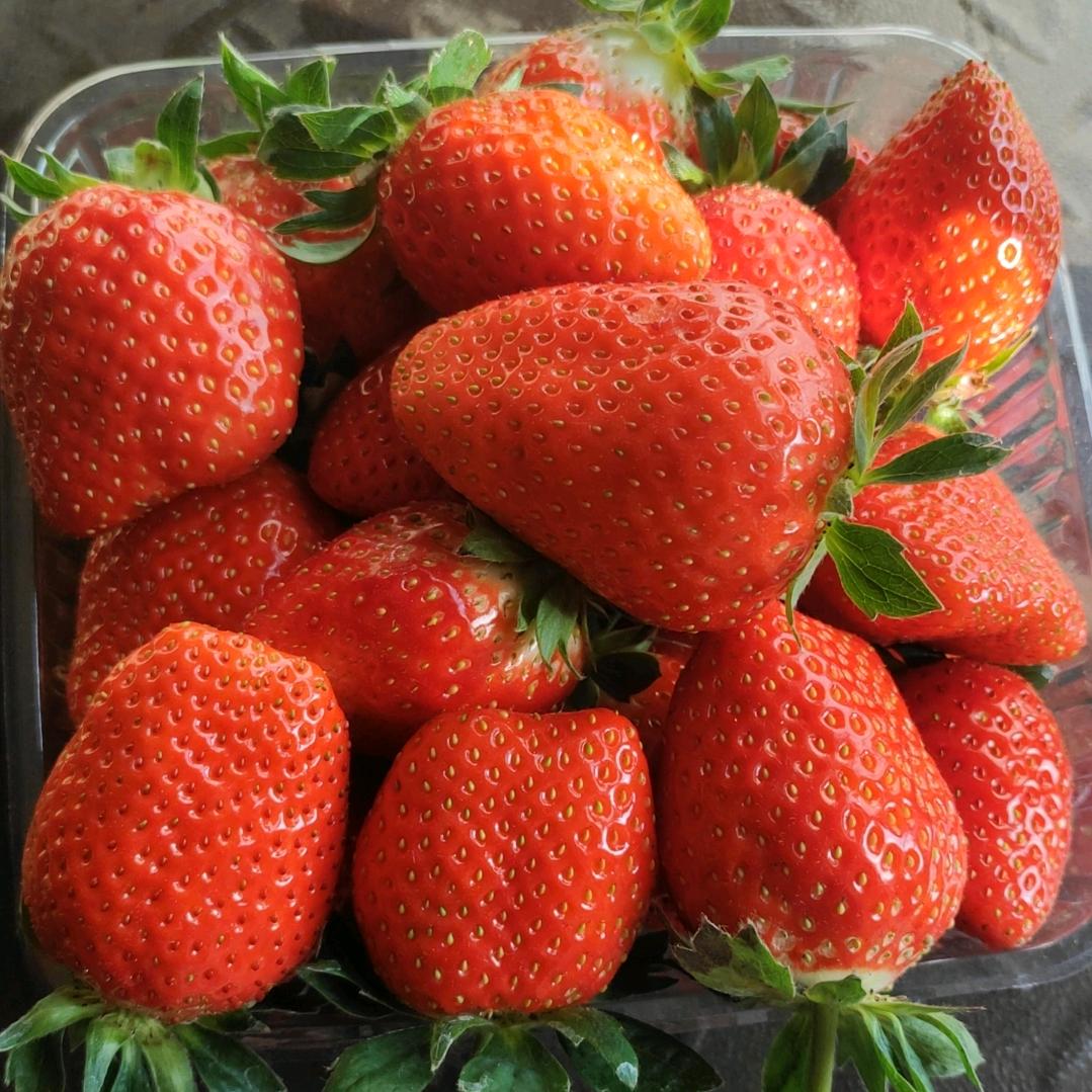🍓小刘草莓🍓