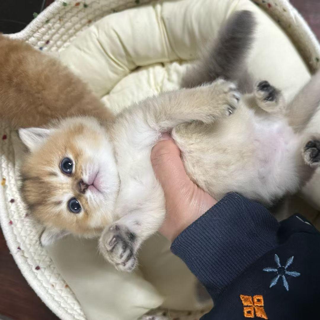 哦，这个是我的猫