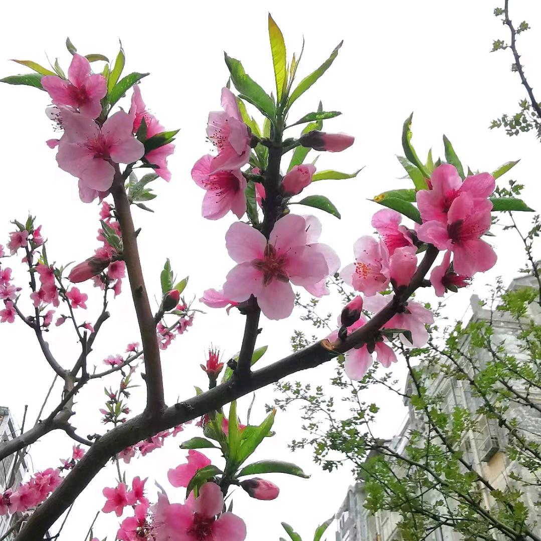 生命如歌