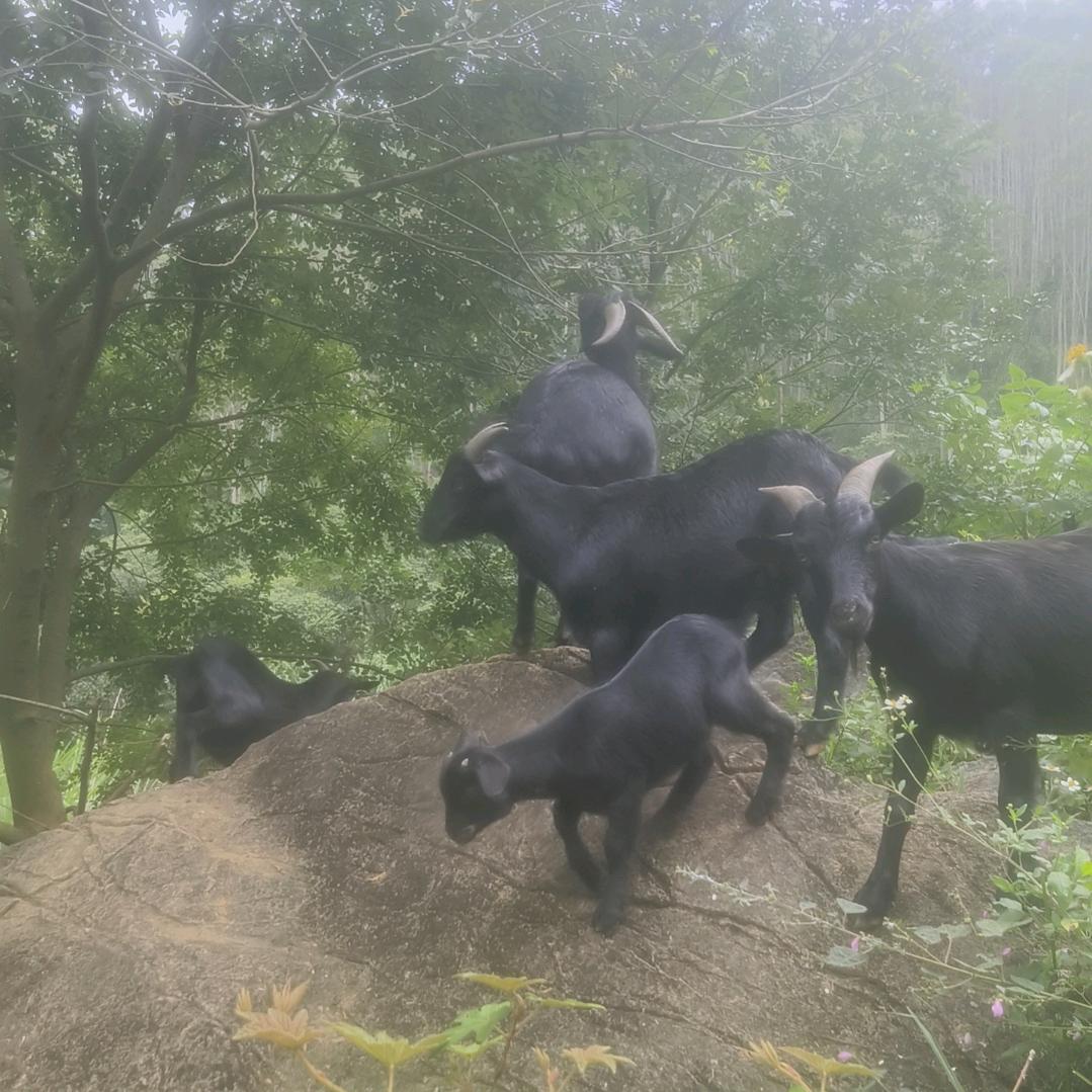 志哥仔，养殖黑山羊