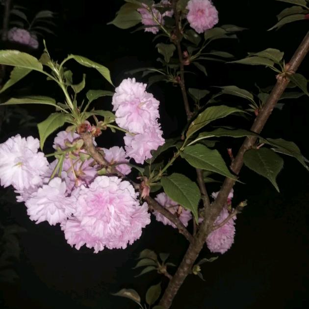 花花草草