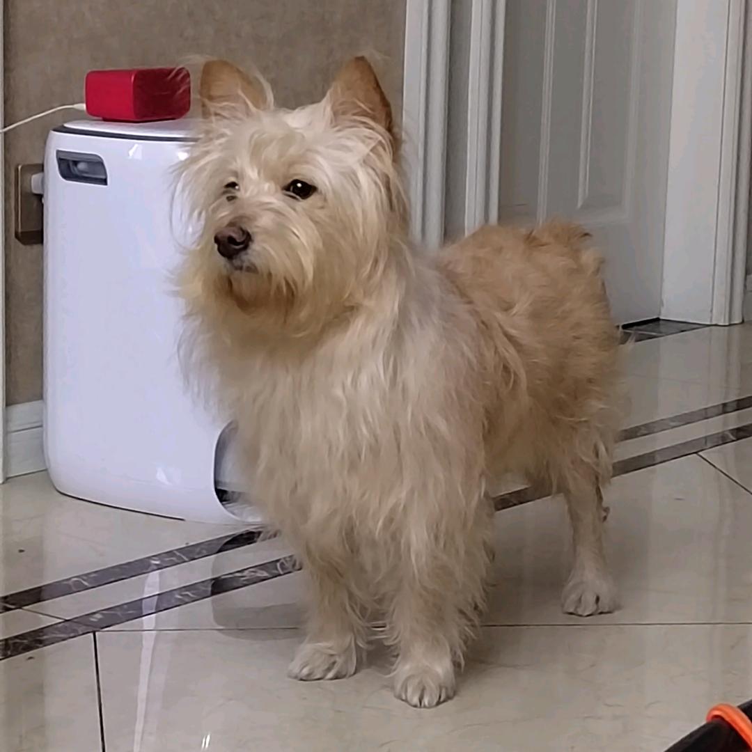 我的小狗叫辛巴