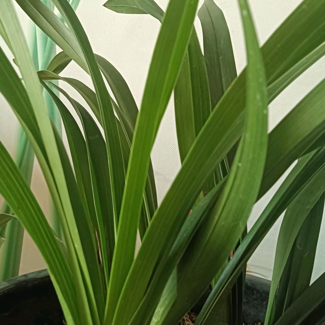 詹沾熹氣