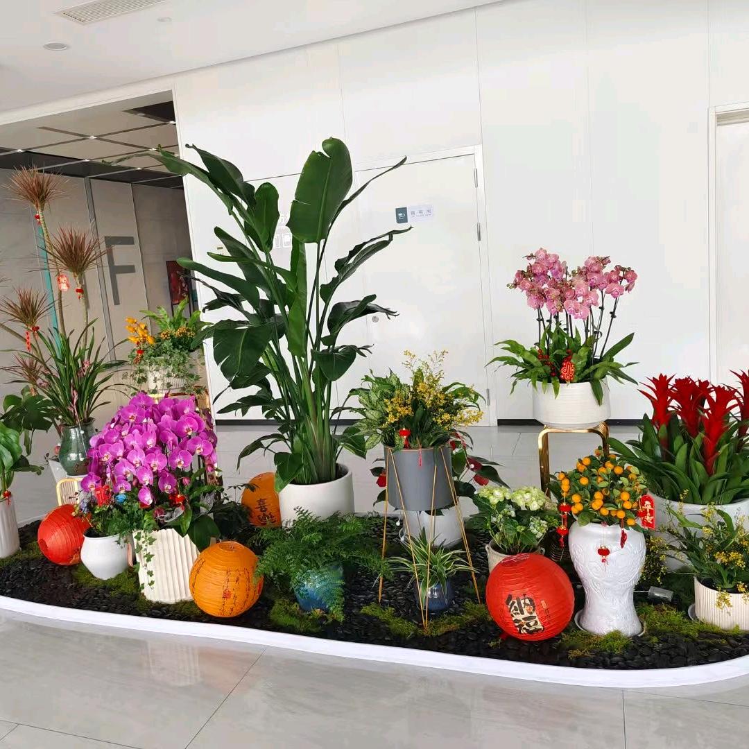 无锡绿植租赁花卉租摆