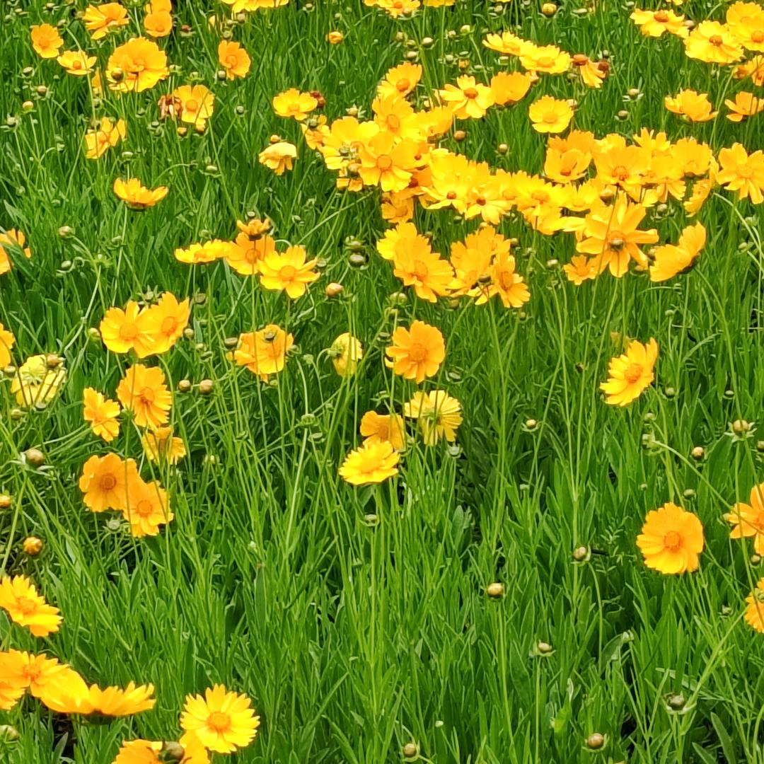 美好未来