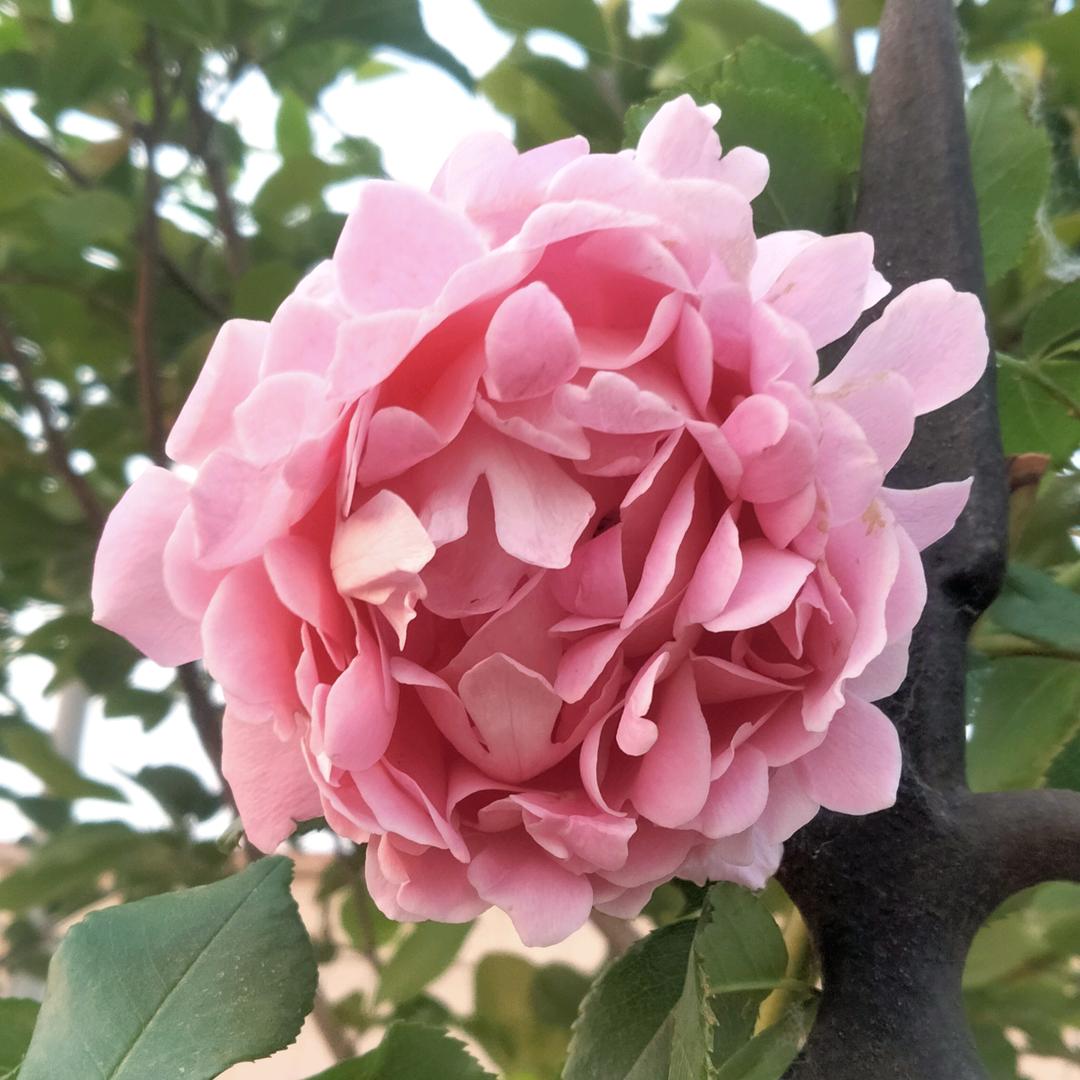 芬芳满源