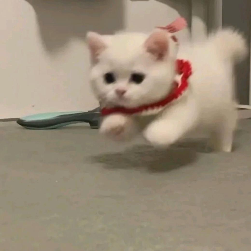 冰冷的猫