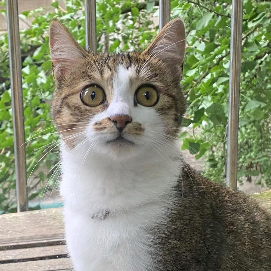 让花成花让树成树