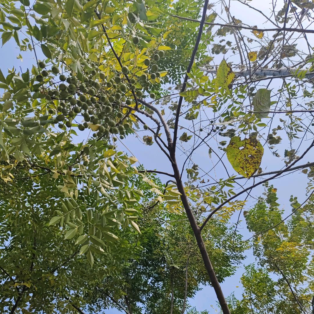 树遇静而风不止