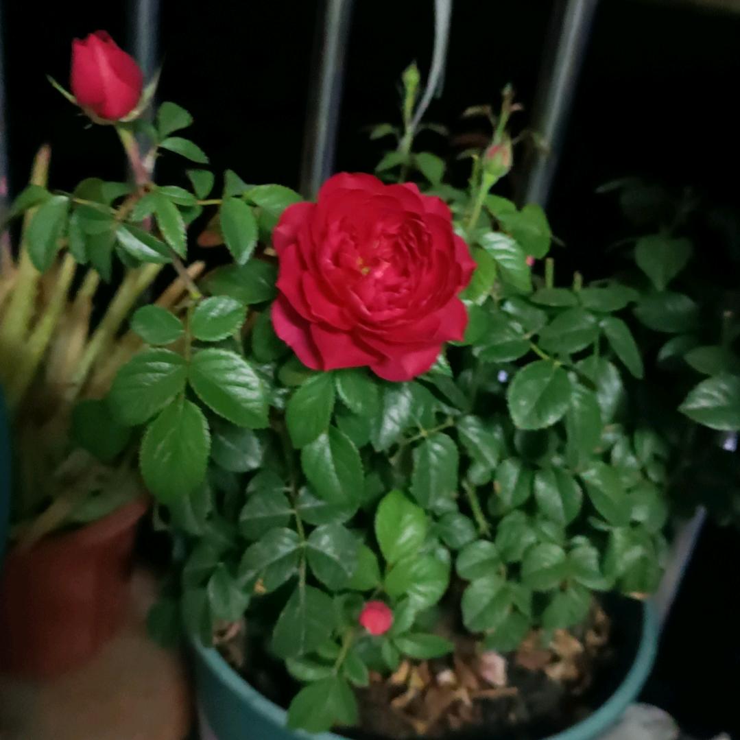 薄荷玫瑰