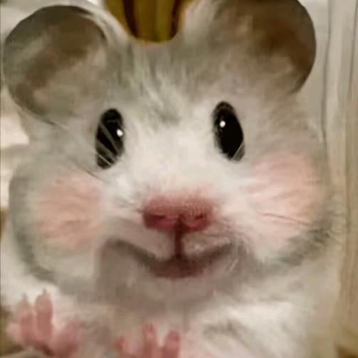 骑猪追太阳🐖
