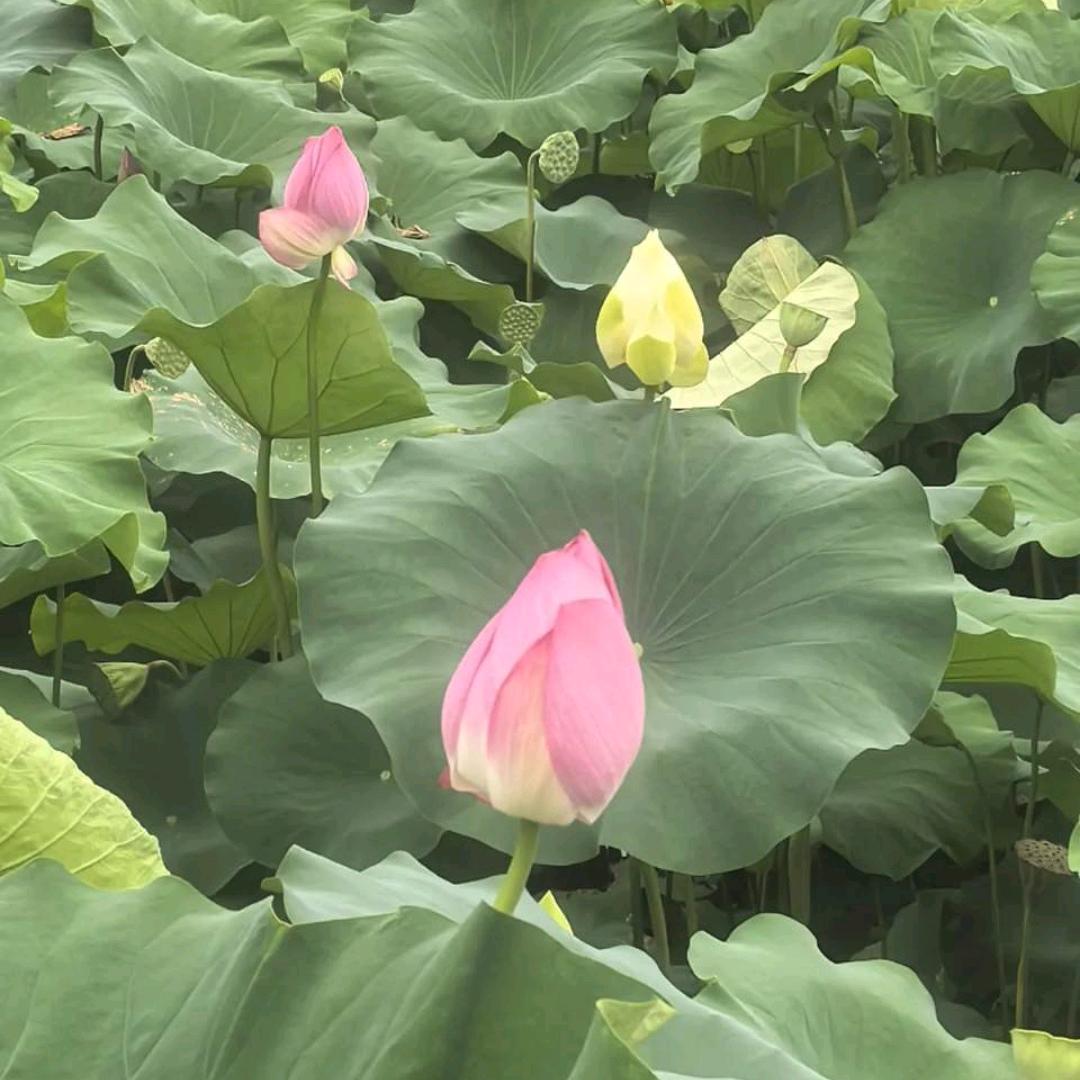 雨荷