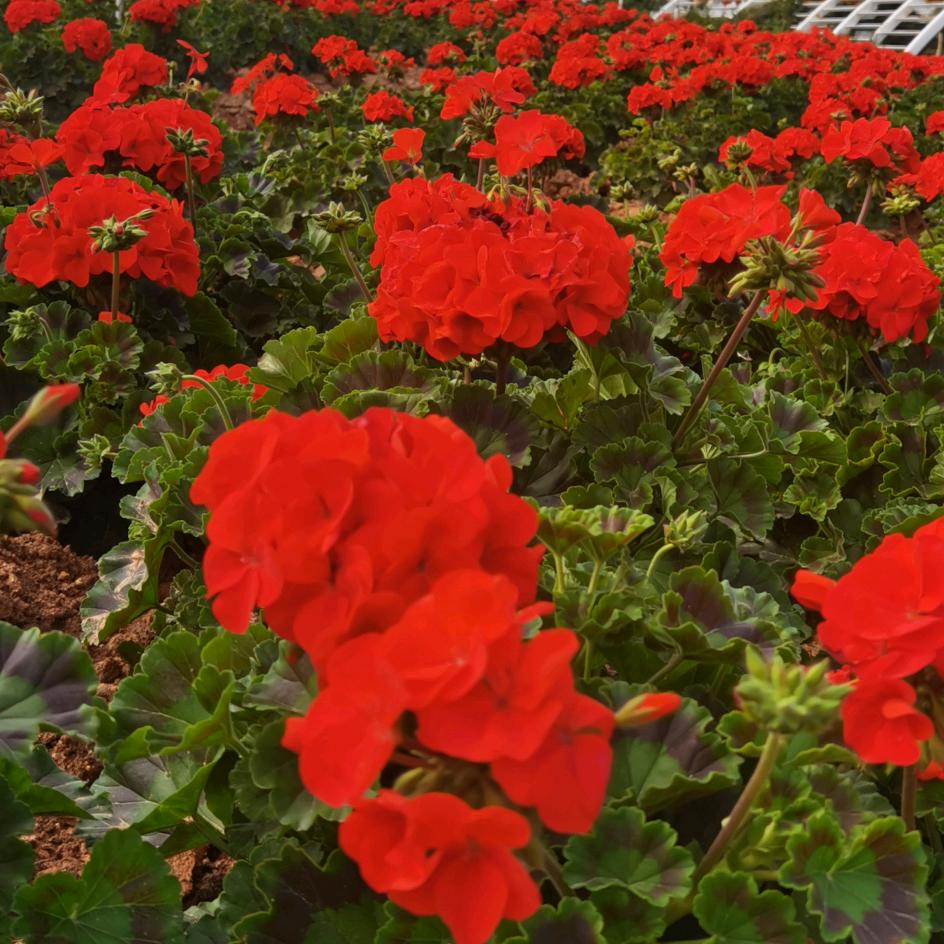 小意~(曼珠の沙华)