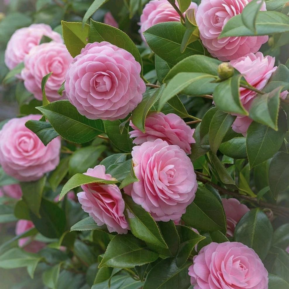 清清花木园艺