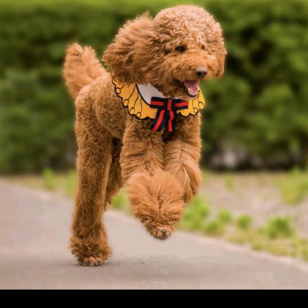 🐩🐕