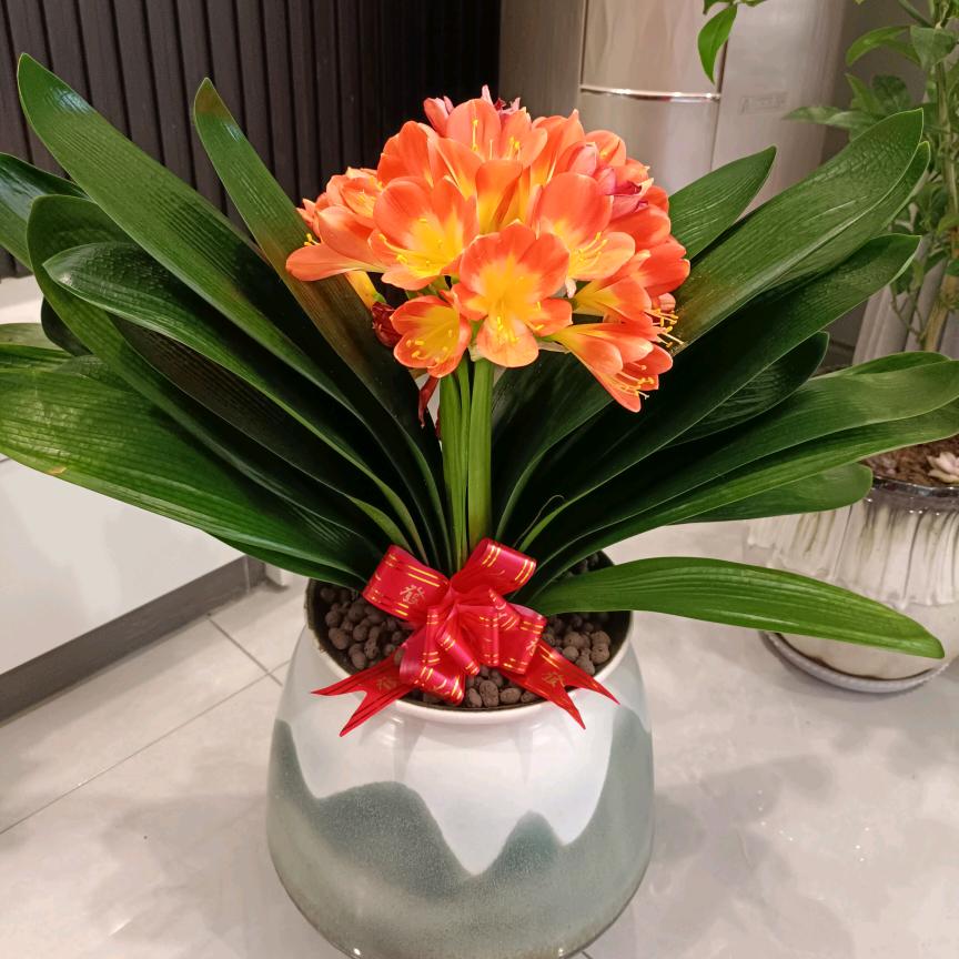 艾菲尔的铁塔梦