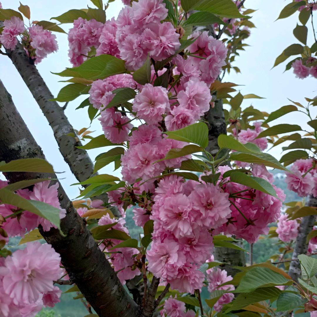 静芳草春