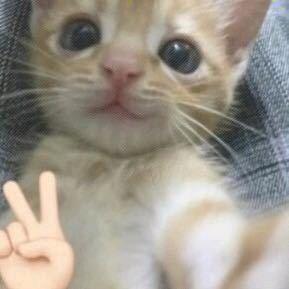 Qshuo