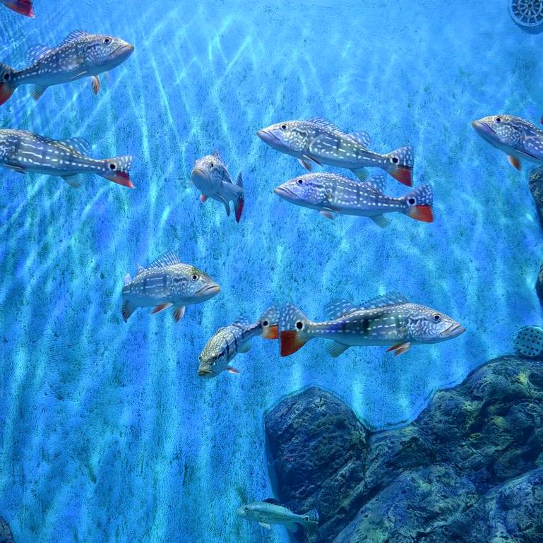 (   ˊ ᵕ ˋ 💦)天上有只大咸鱼
