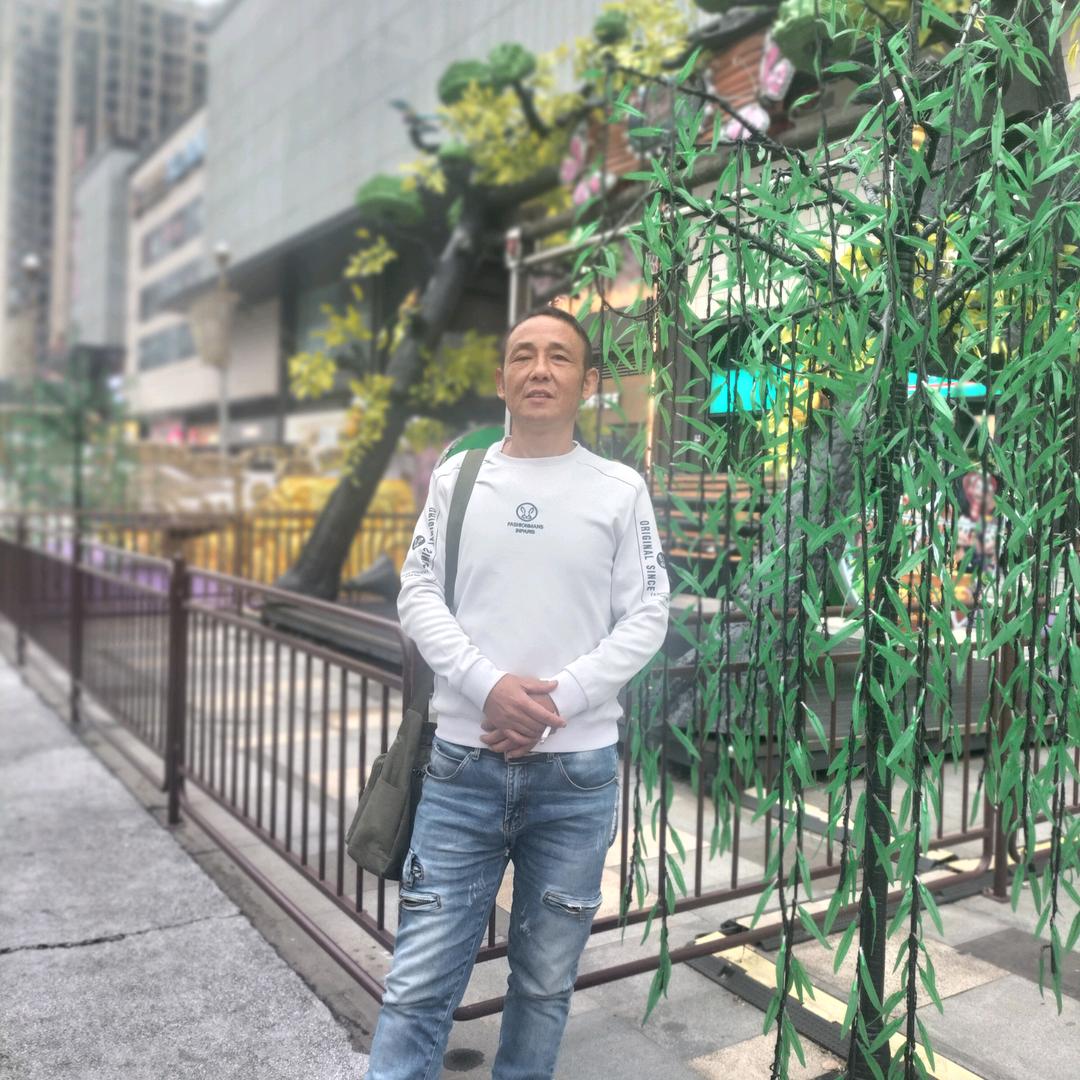 梅花静静地绽放