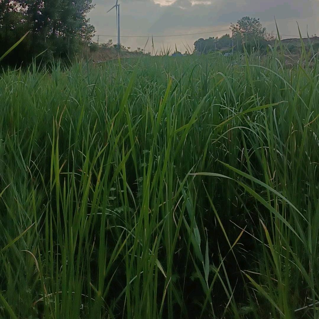 习惯蹲在角落里。