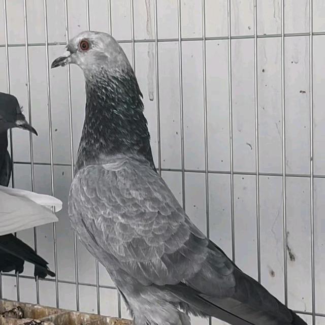 鸽子