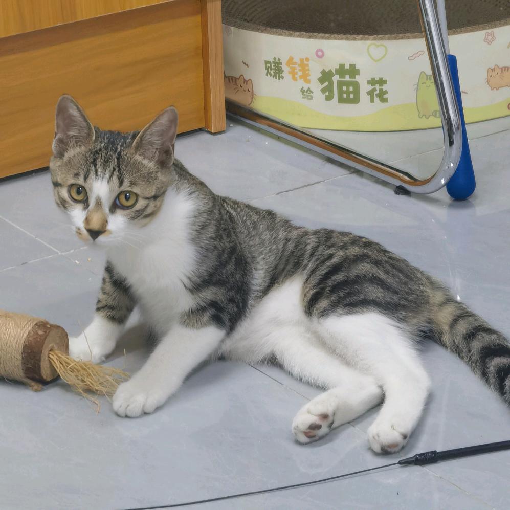 百万会是总裁吗