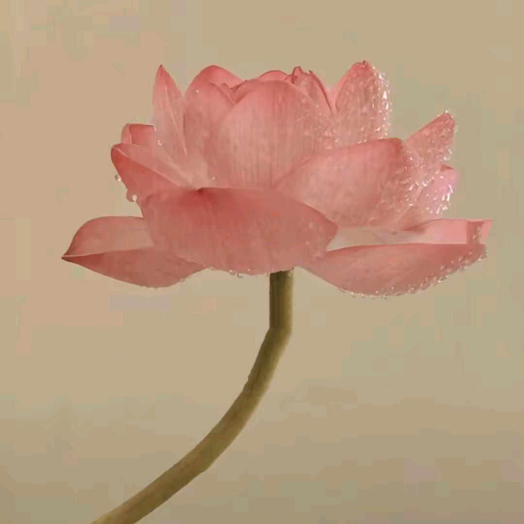 佛缘工作室🪷