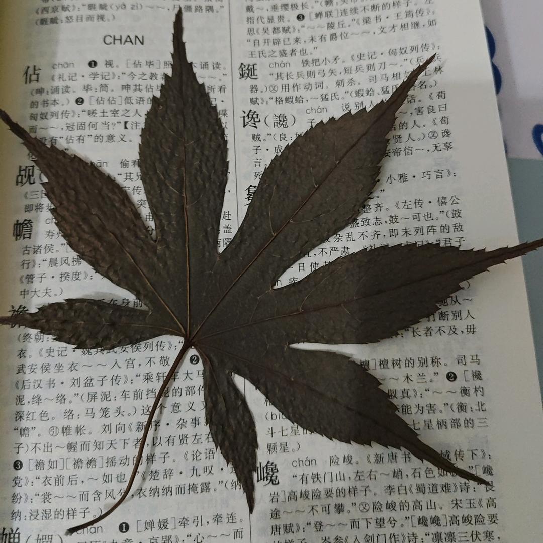 晨雾暖茶香