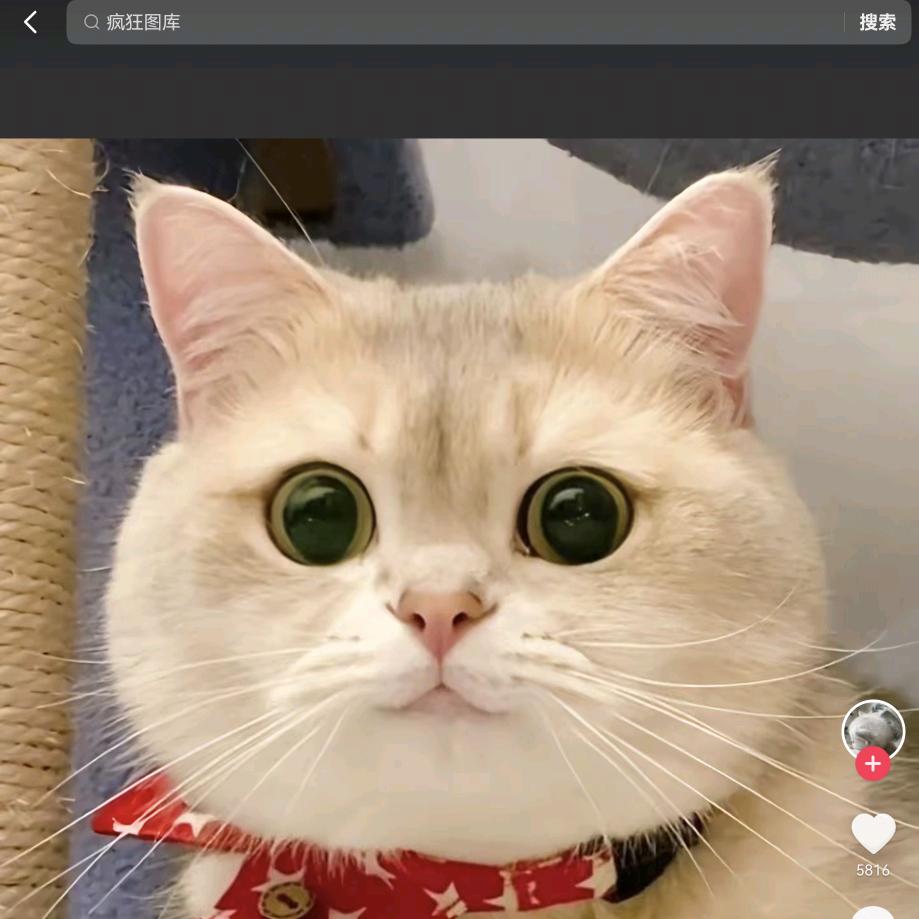 小七喵