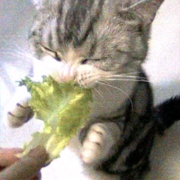 AA精品二手车谢总(全国可收)