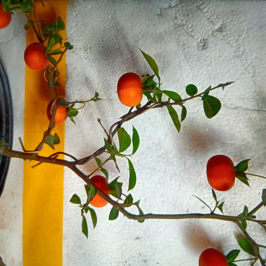 弹鸦桩艺盆中景