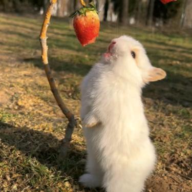 🍓咩咩咩