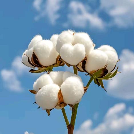 扬梦纯棉袜子工厂