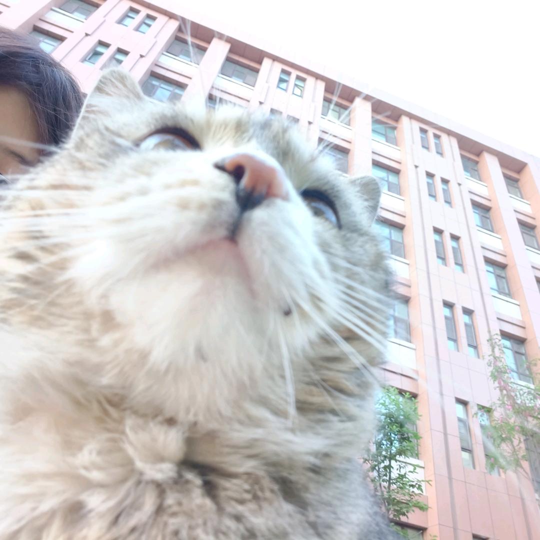 强健的红色发卡