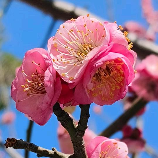 梦幻炸金花