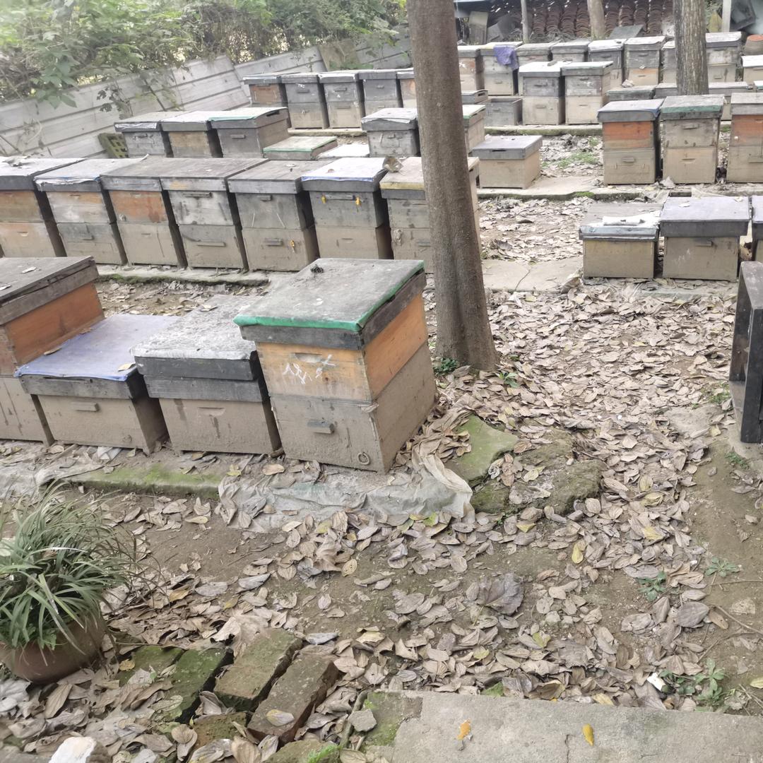 父亲和他的小蜜蜂