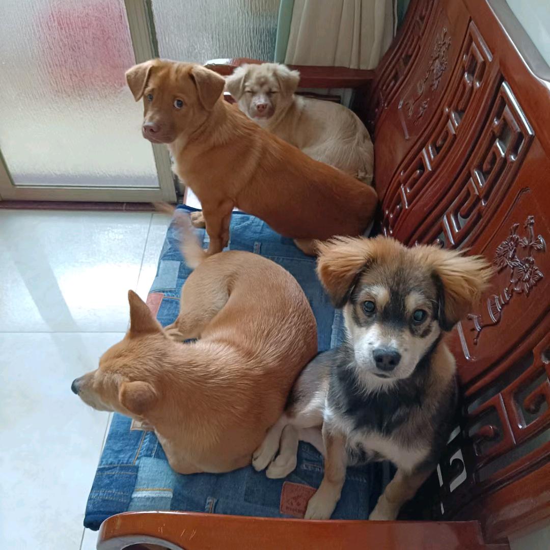 🌈 🐕🐕猪栏一族🐶🐶🐶