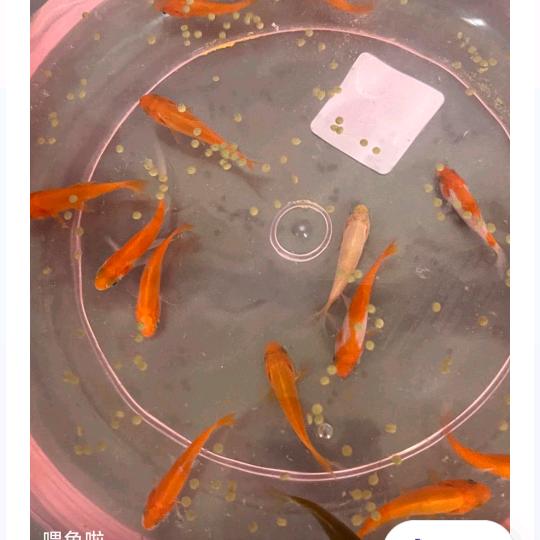 寇哥爱玩斗地主