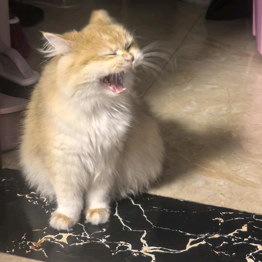 爵士豪茂