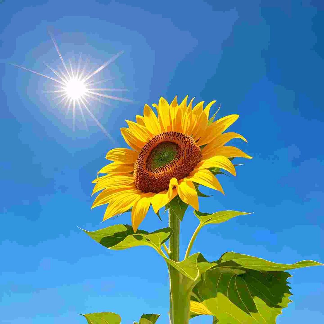 @🌺ꦿ꯭࿐้🌺ꦿ꯭࿐้