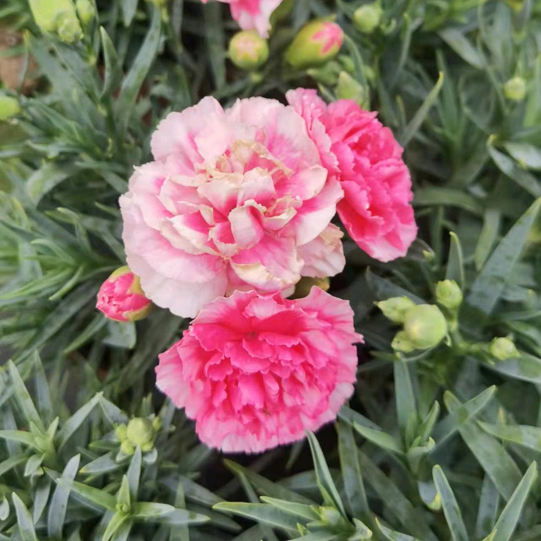 郁花苑