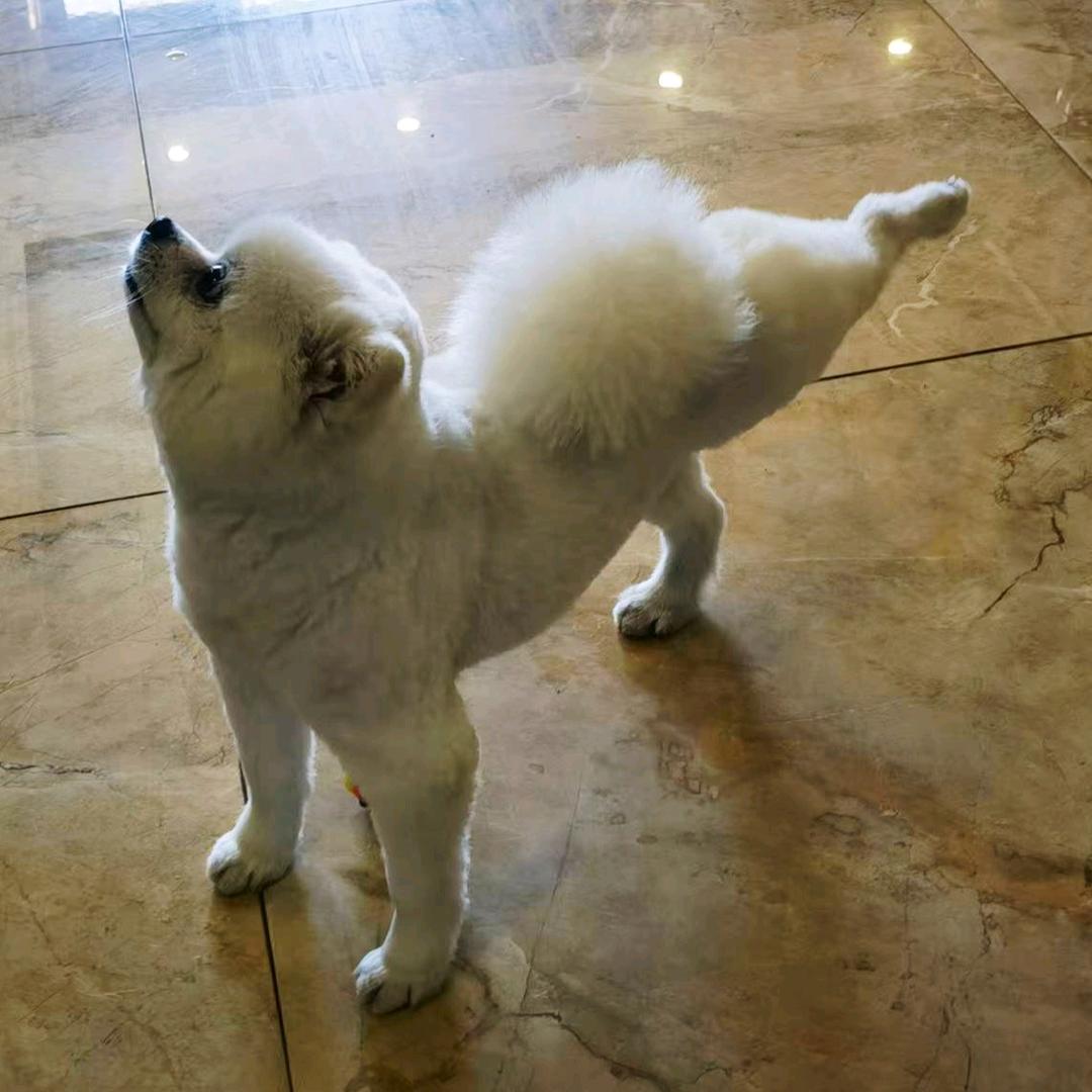 皮爷