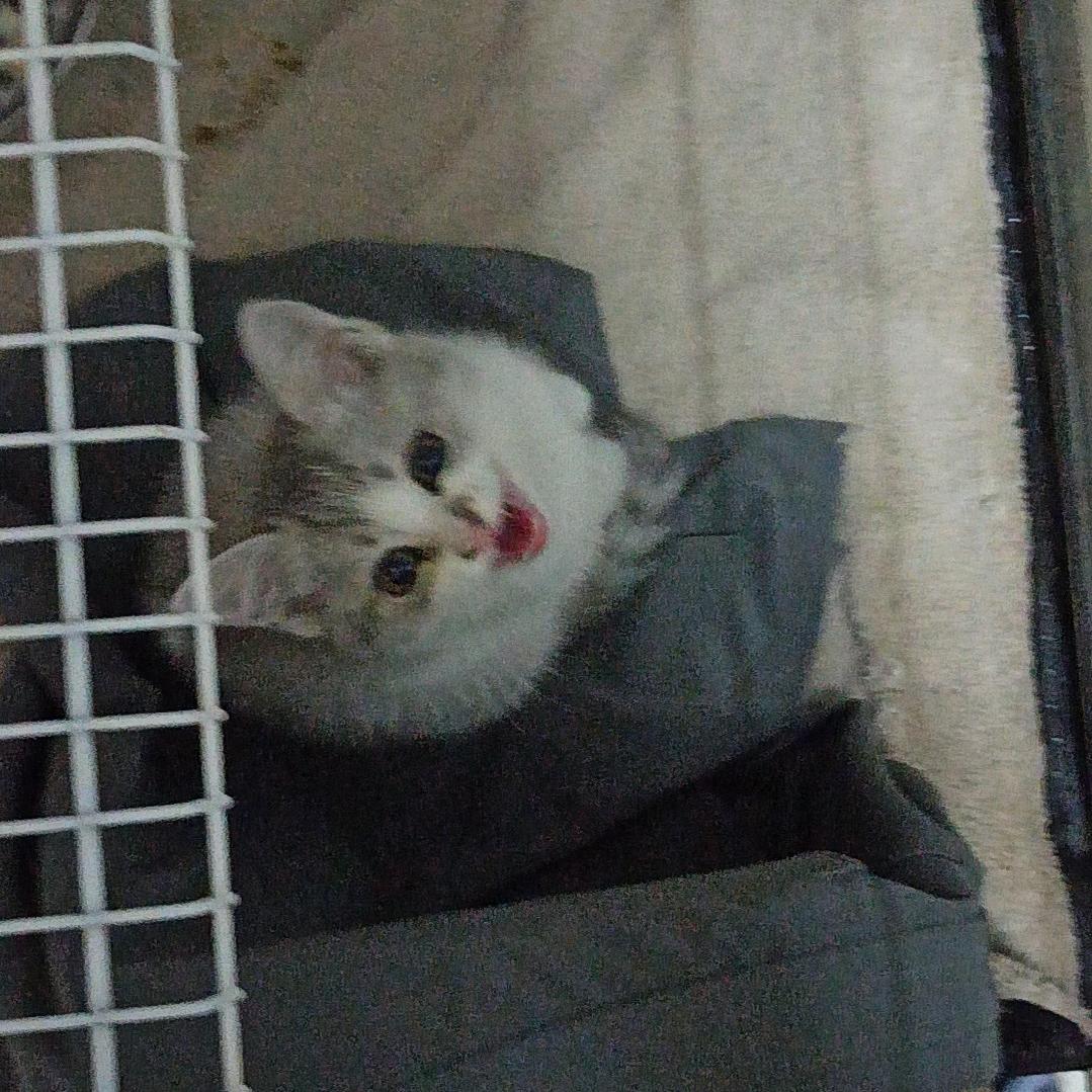 十五的小米粥🐱