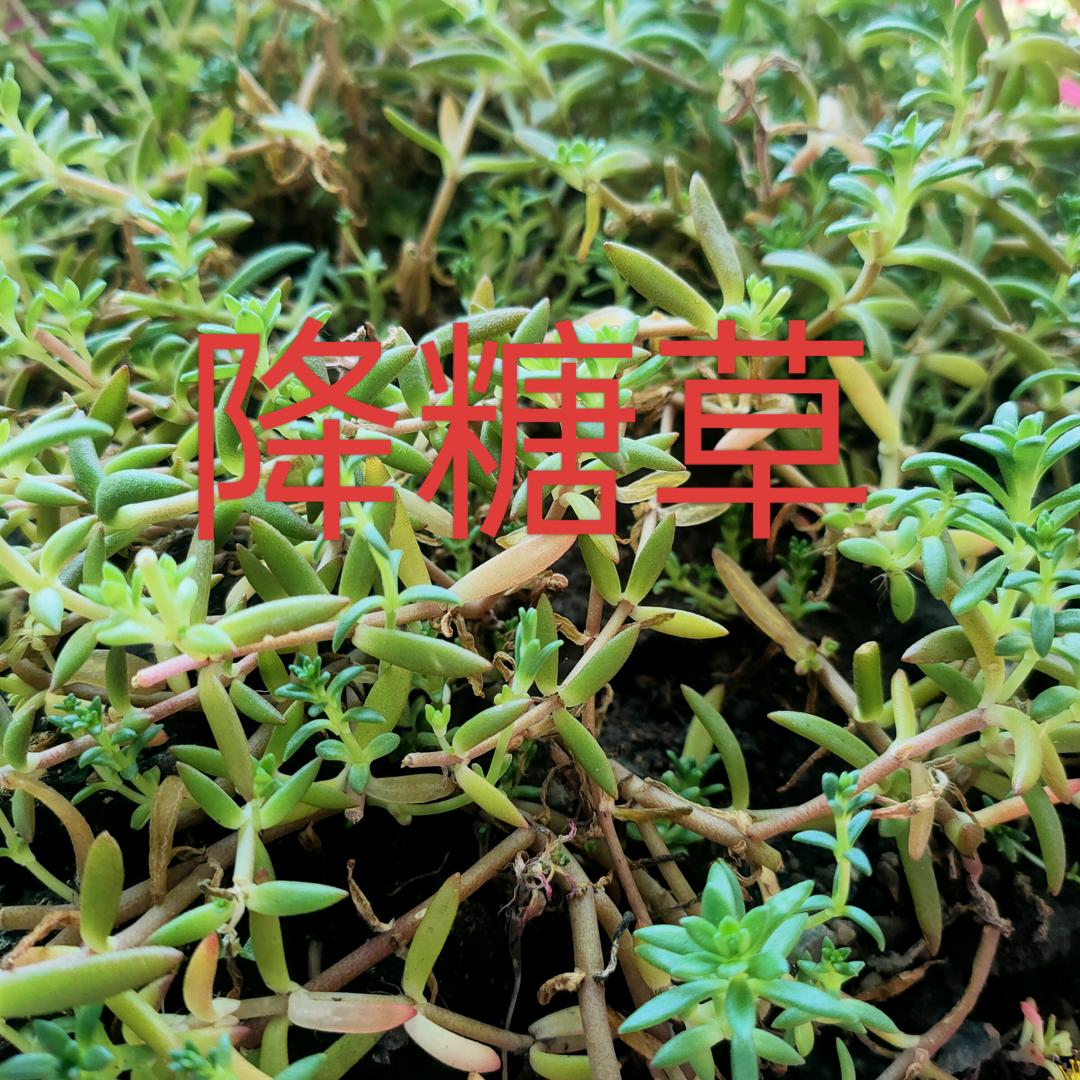 糖糖。压压高高之时