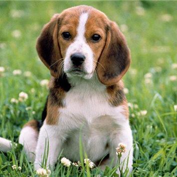 淄博七曜比格犬舍