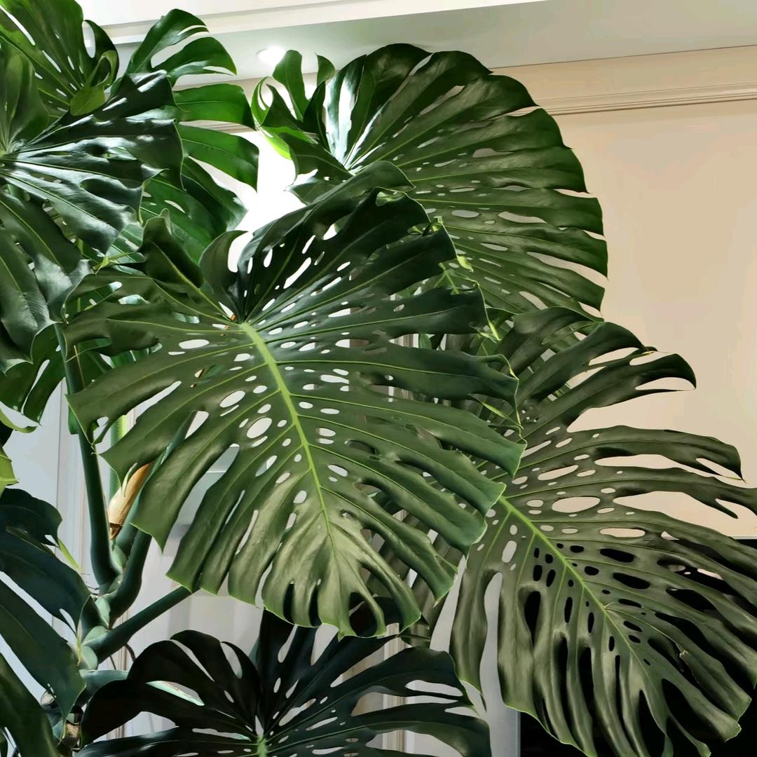 月亮湾室内绿植设计