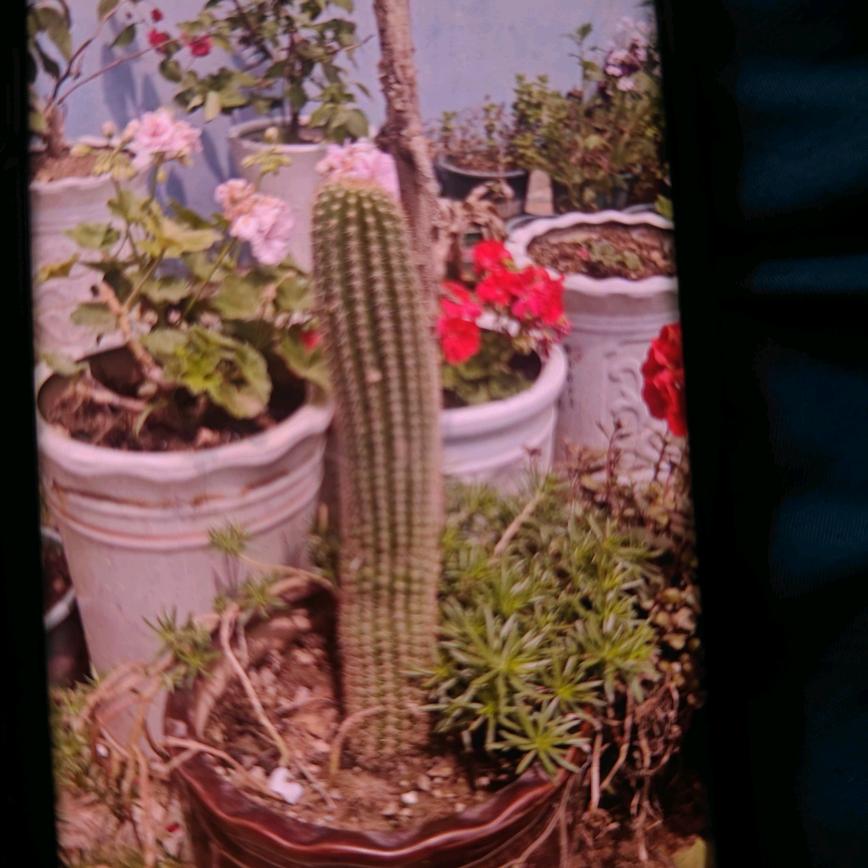 仙人掌🌵