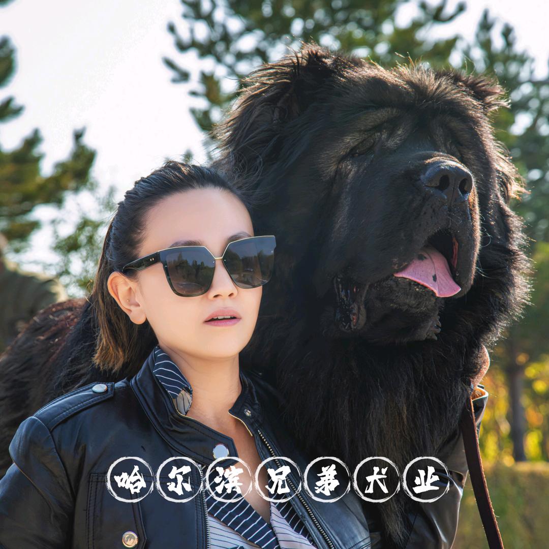 高加索(哈尔滨兄弟犬业)